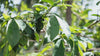 guyabano soursop tea production process from harvesting to packaging in the Philippines